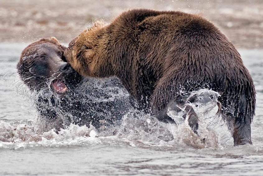 Kämpfende Bären 